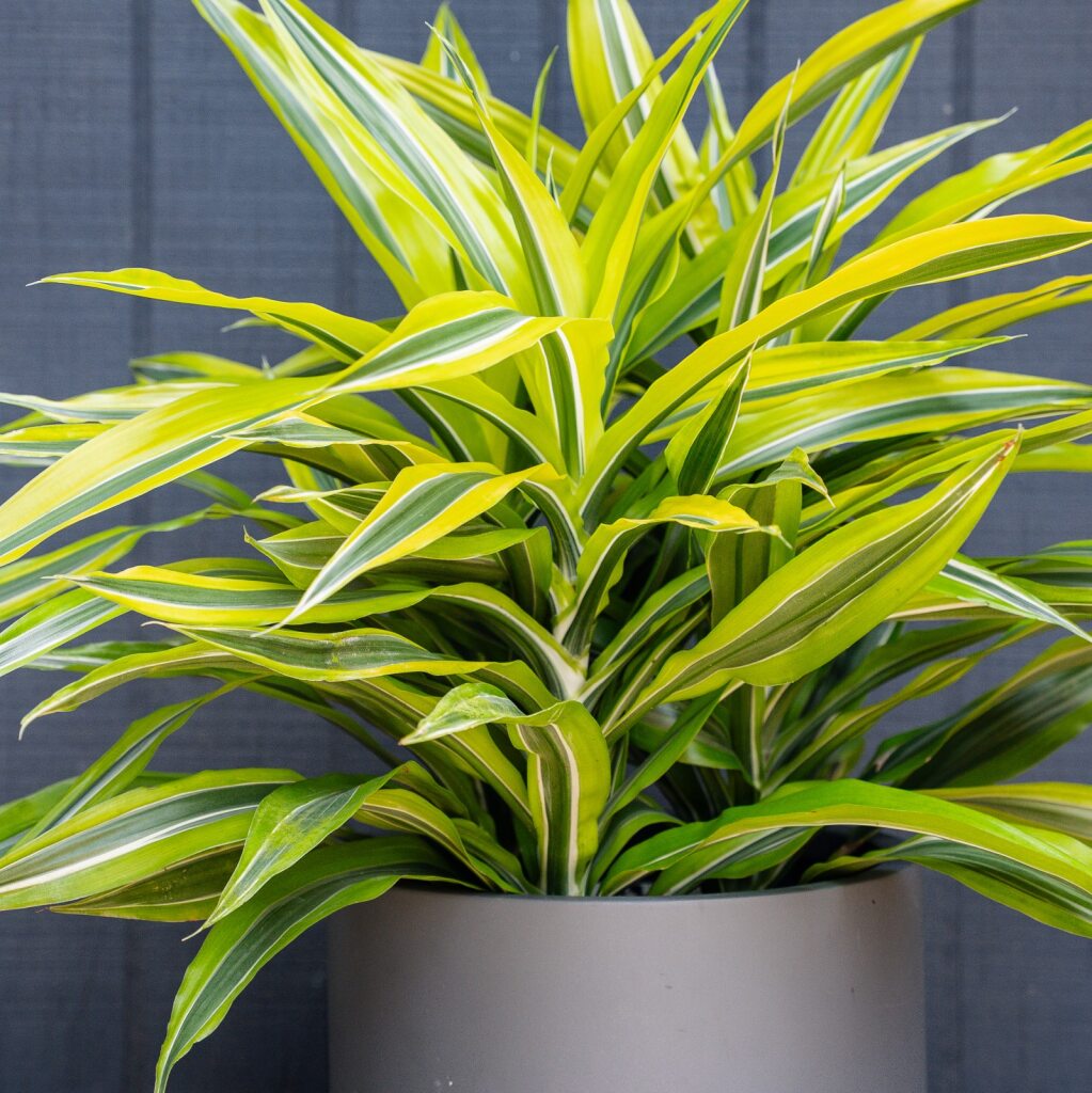 dracaena green stripe Dracaena Green Stripe (Dracaena Deremensis)