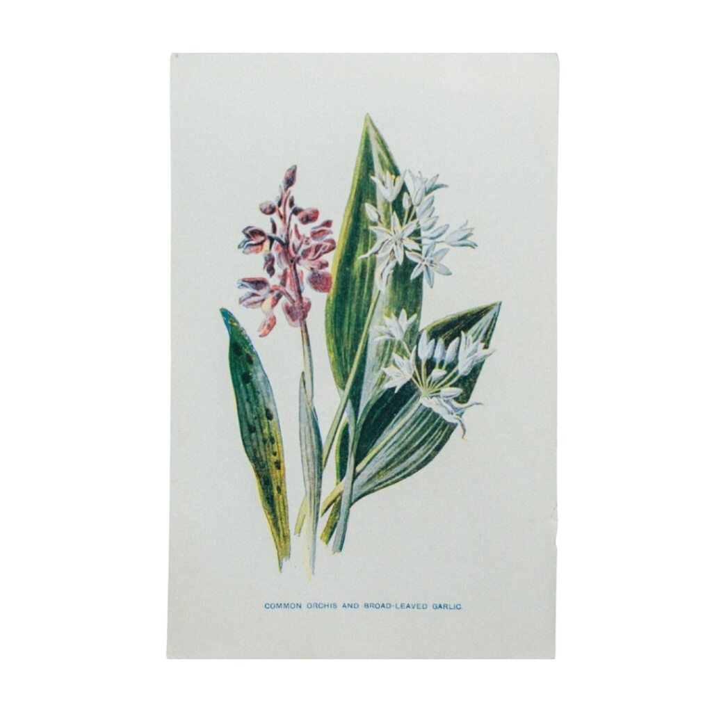 Vintage Botanical Illustration
