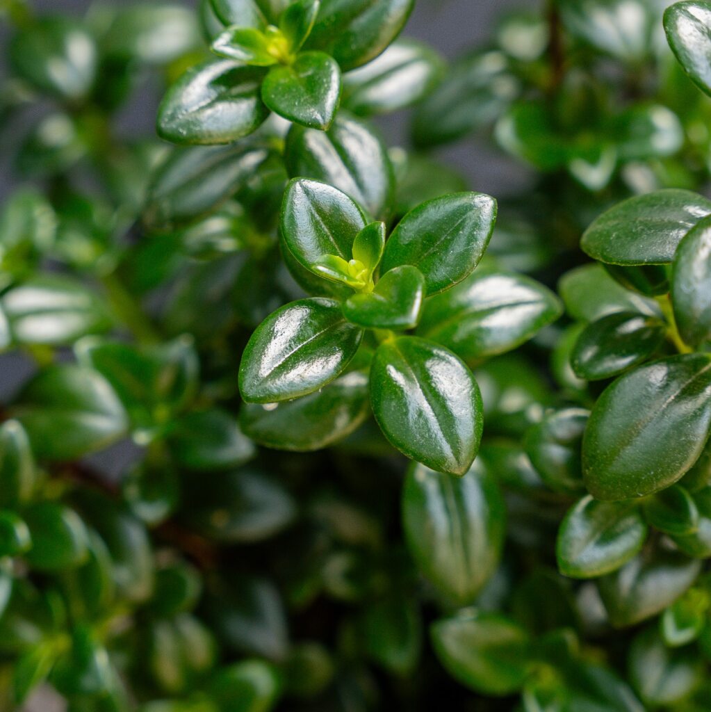 Candy Corn Plant (Nematanthus gregarius)
