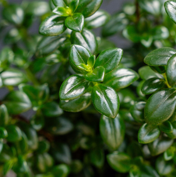 Candy Corn Plant (Nematanthus gregarius)