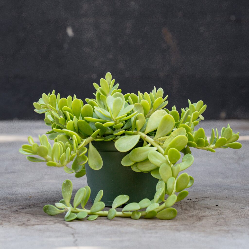 trailing jade plants Senecio Jacobensii (Trailing Jade)