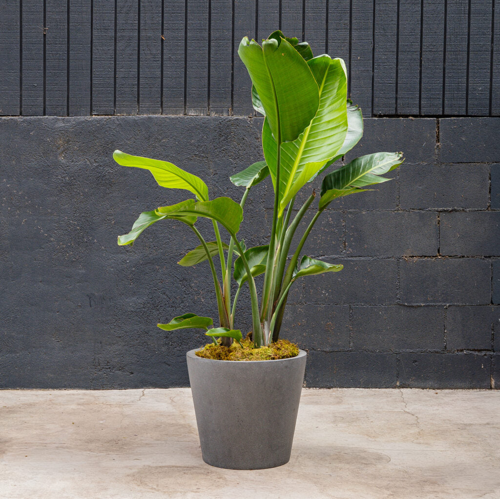 large indoor bird of paradise plant Giant Bird of Paradise (Strelitzia nicolai) – Rolling Greens