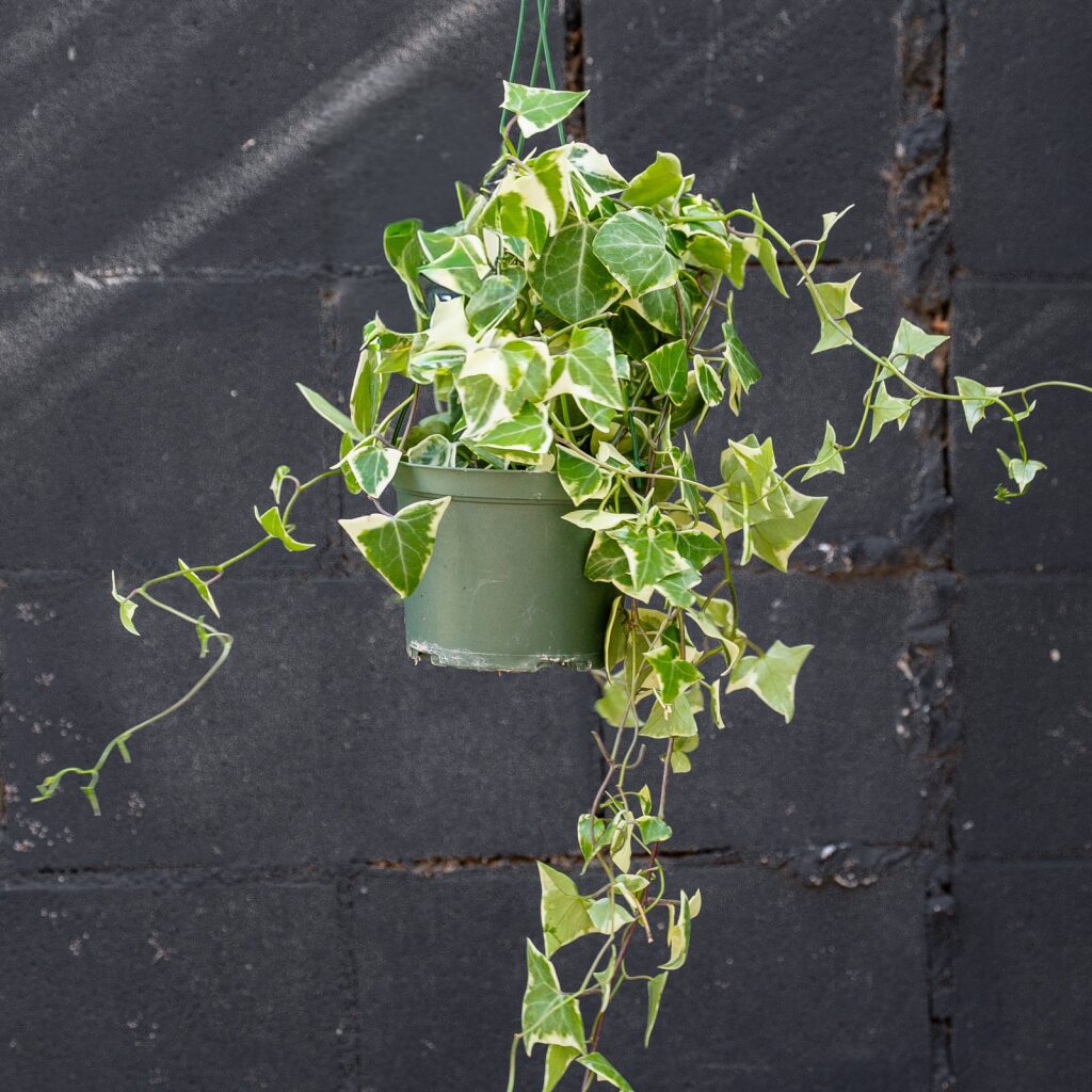 Ivy Senecio Wax (Senecio macroglossus) – Rolling Greens