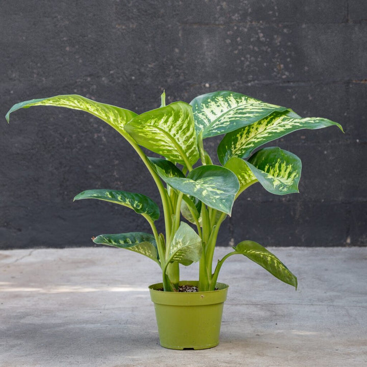 Dumb Cane (Dieffenbachia 'Tropic Snow')