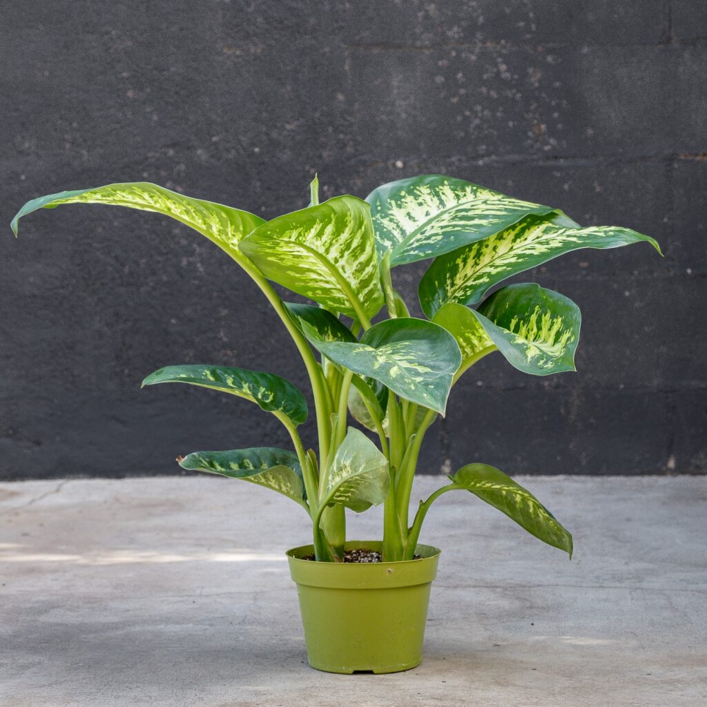dieffenbachia tropic snow plant care Tropic Snow (Dieffenbachia) – Rolling Greens