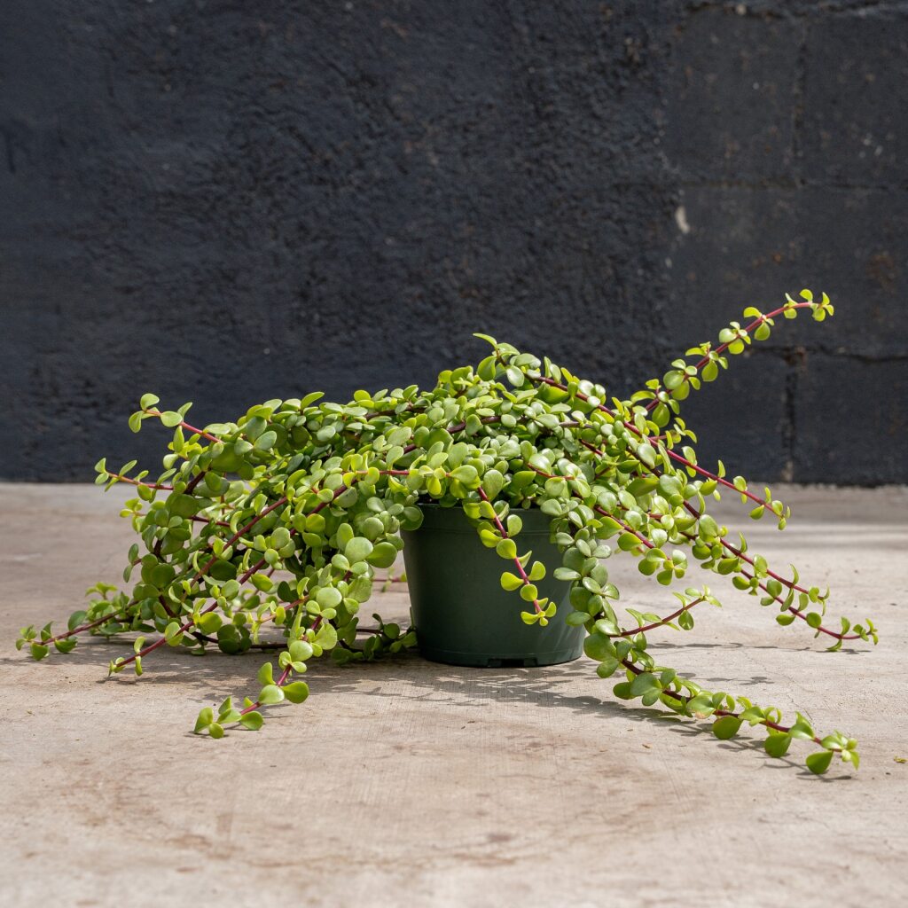 hanging elephant plant Portulacaria Hanging Minima (Portulacaria afra Minima)