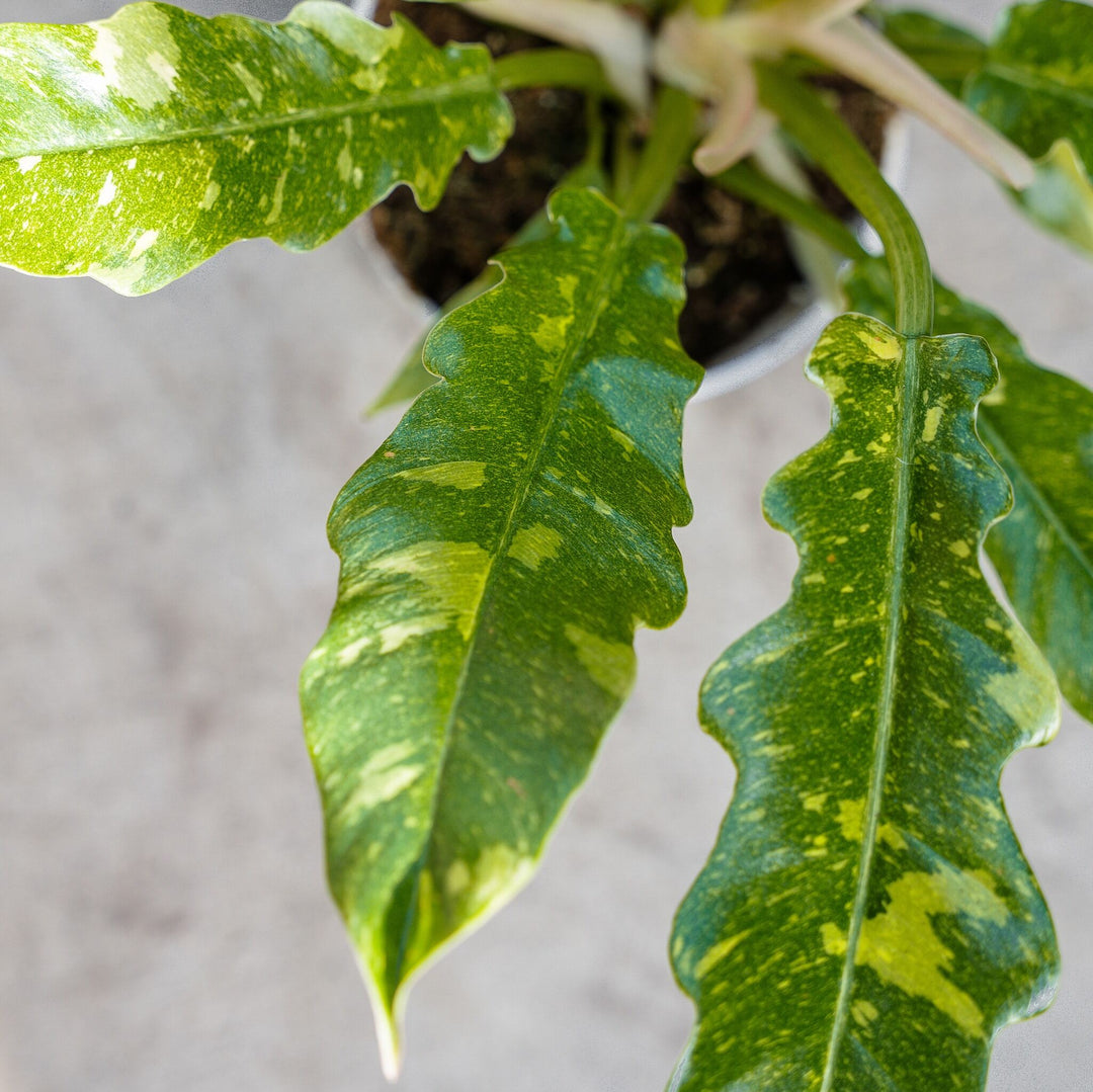 philodendron ring of fire variegata Philodendron Ring of Fire (Philodendron serratum) 10 in