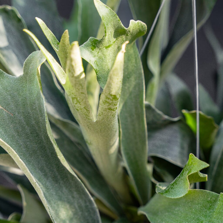 Fern Staghorn (Platycerium bifurcatum)