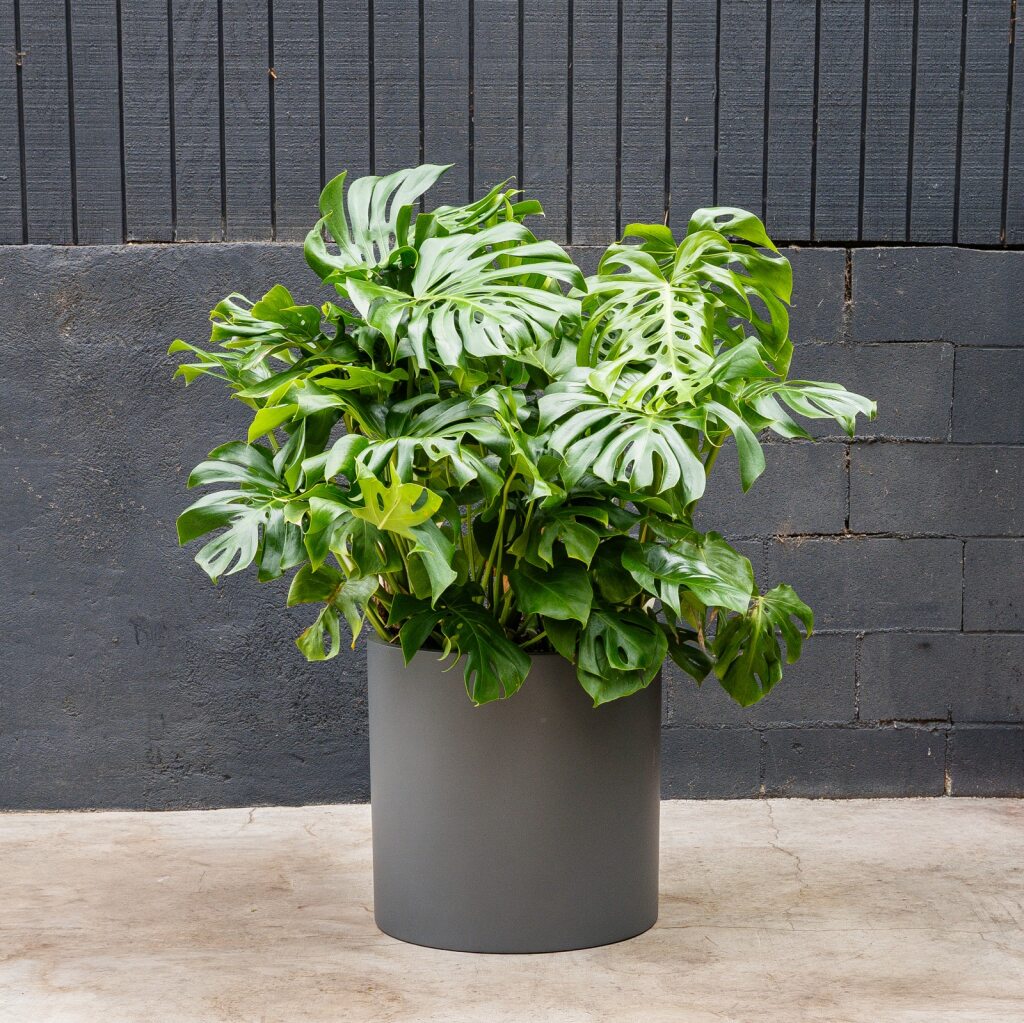Split Leaf Plant (Monstera Deliciosa)