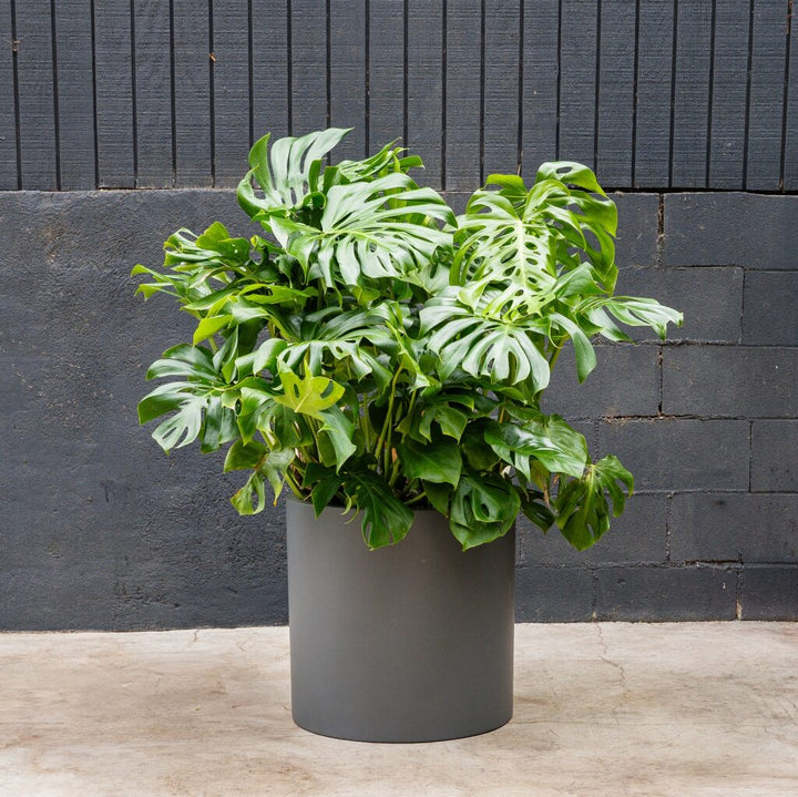 Split Leaf Plant (Monstera Deliciosa)
