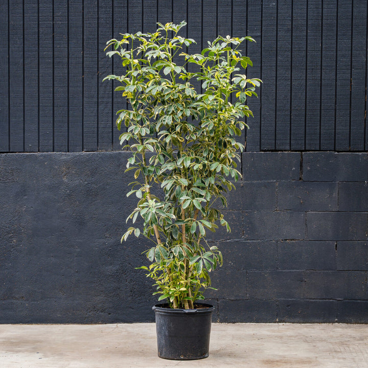 Schefflera Arboricola Variegated Column