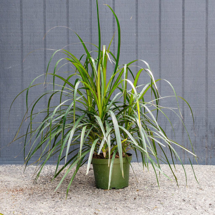 Dragon Plant (Dracaena marginata Tips)
