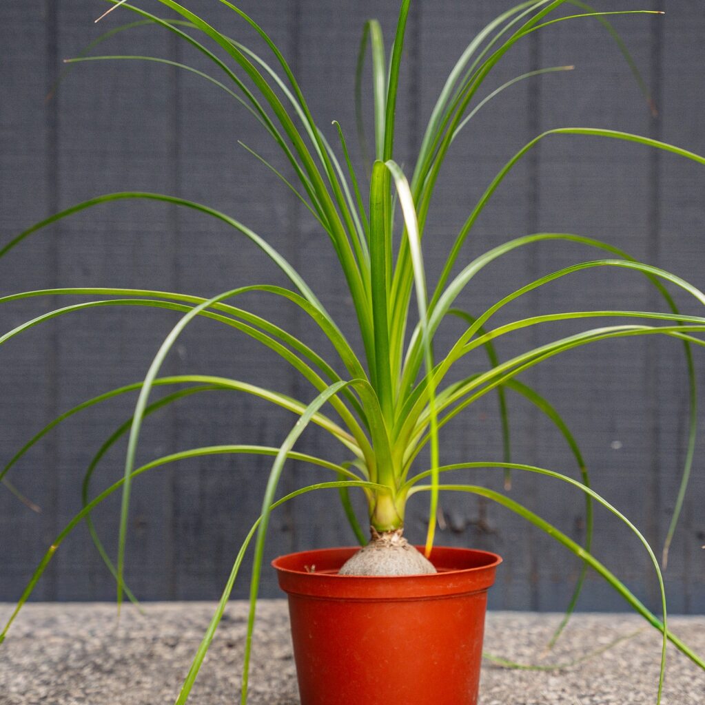 Ponytail Palm (Beaucarnea recurvata)