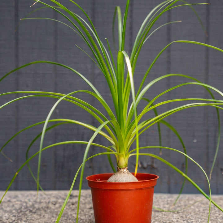 Ponytail Palm (Beaucarnea recurvata)