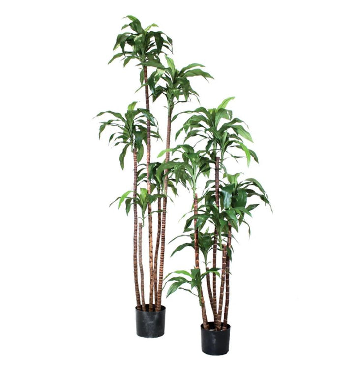 Dracaena Fragrans (Faux)