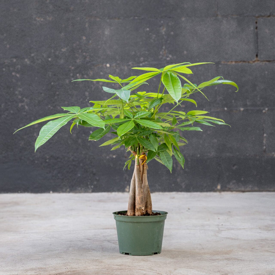 money tree usa Money Tree (Pachira aquatica)