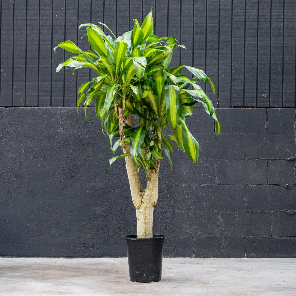 dracaena massangeana or mass cane Dracaena Fragrans Massangeana Stump (Dragon Plant) – Rolling Greens