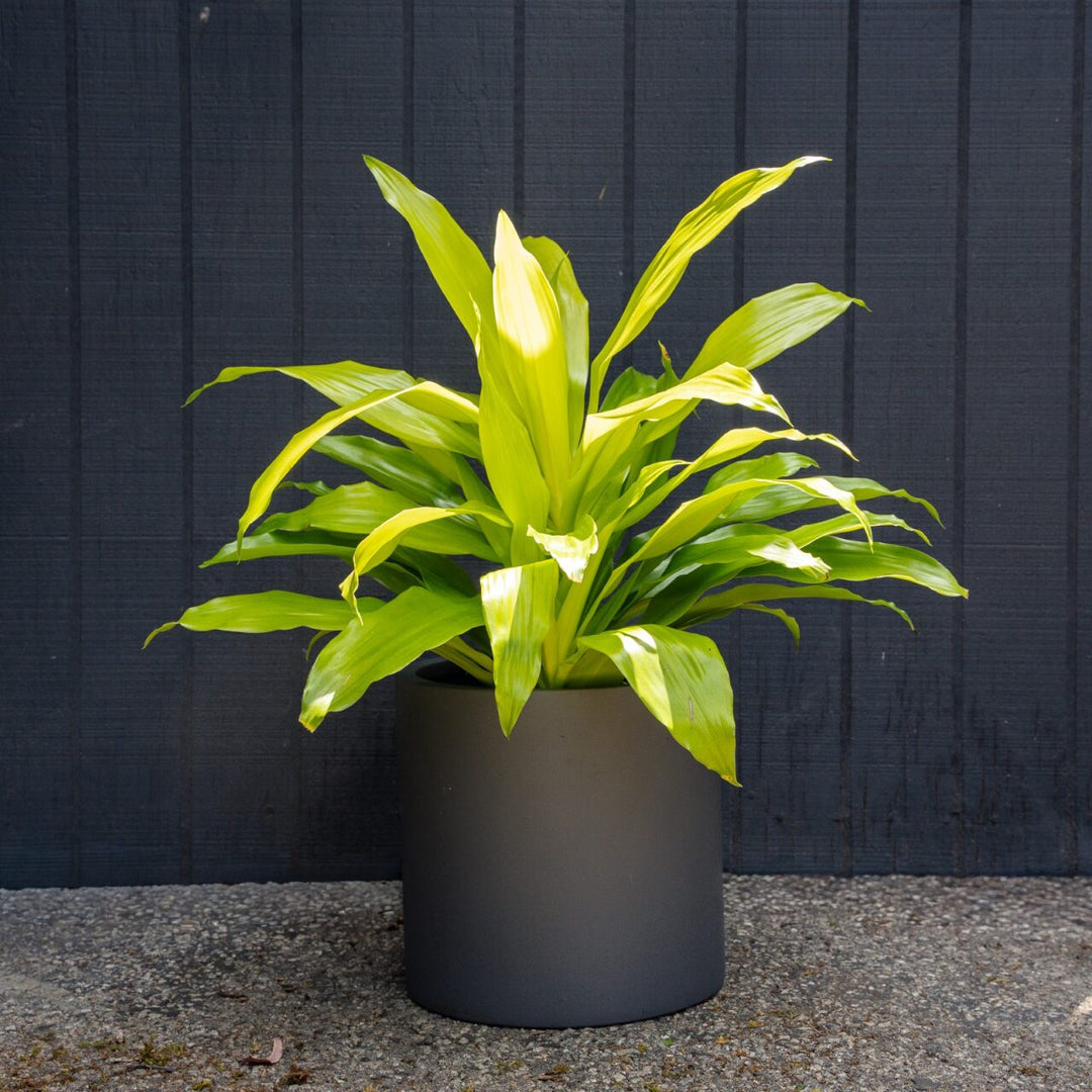 dracaena fluorescent light Dracaena Fragrans Limelight (Dragon Plant) – Rolling Greens