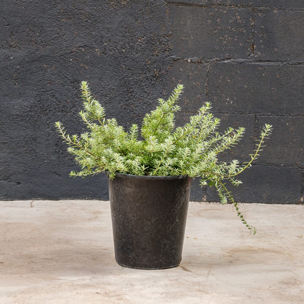 Coastal Rosemary ‘Mundi’ (Westringia fruticosa Mundi)