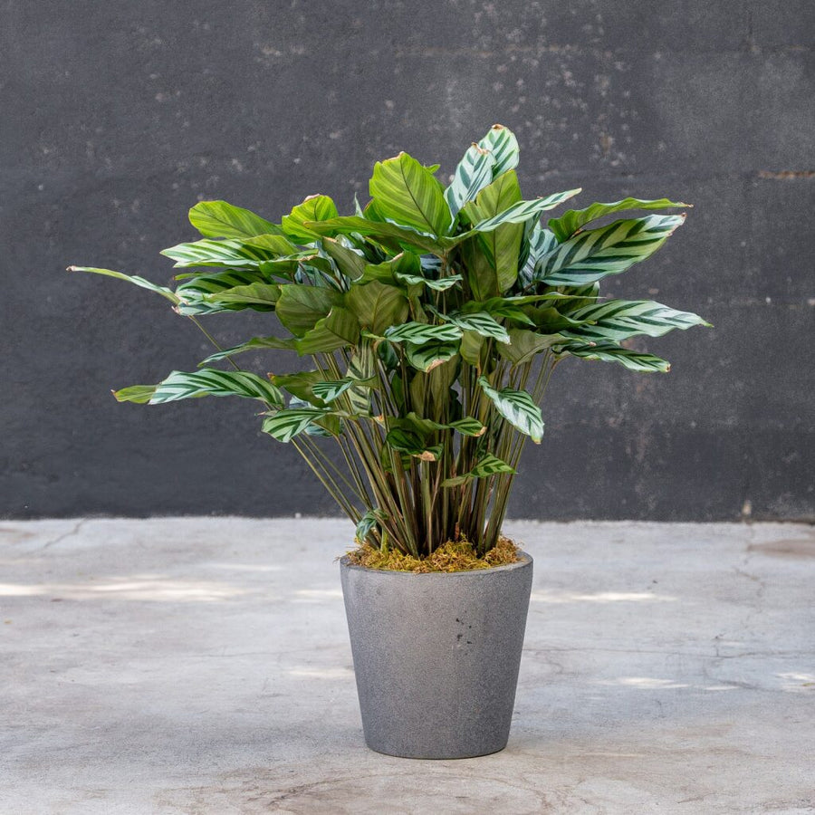 calathea freddie prayer plant Calathea Freddie Prayer Plant (Concinna Calathea)