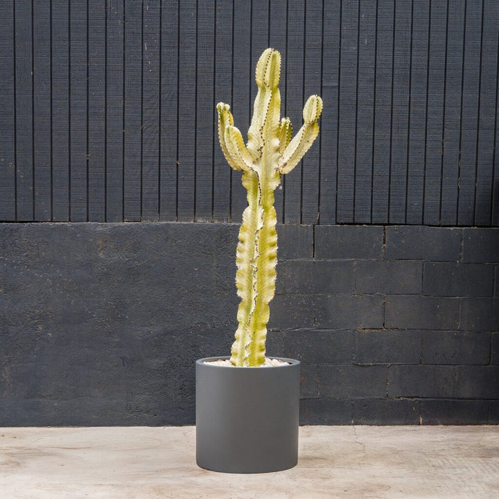 Euphorbia Ammak (Euphorbia ammak)