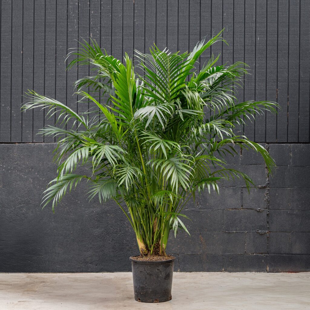 palm cat Palm