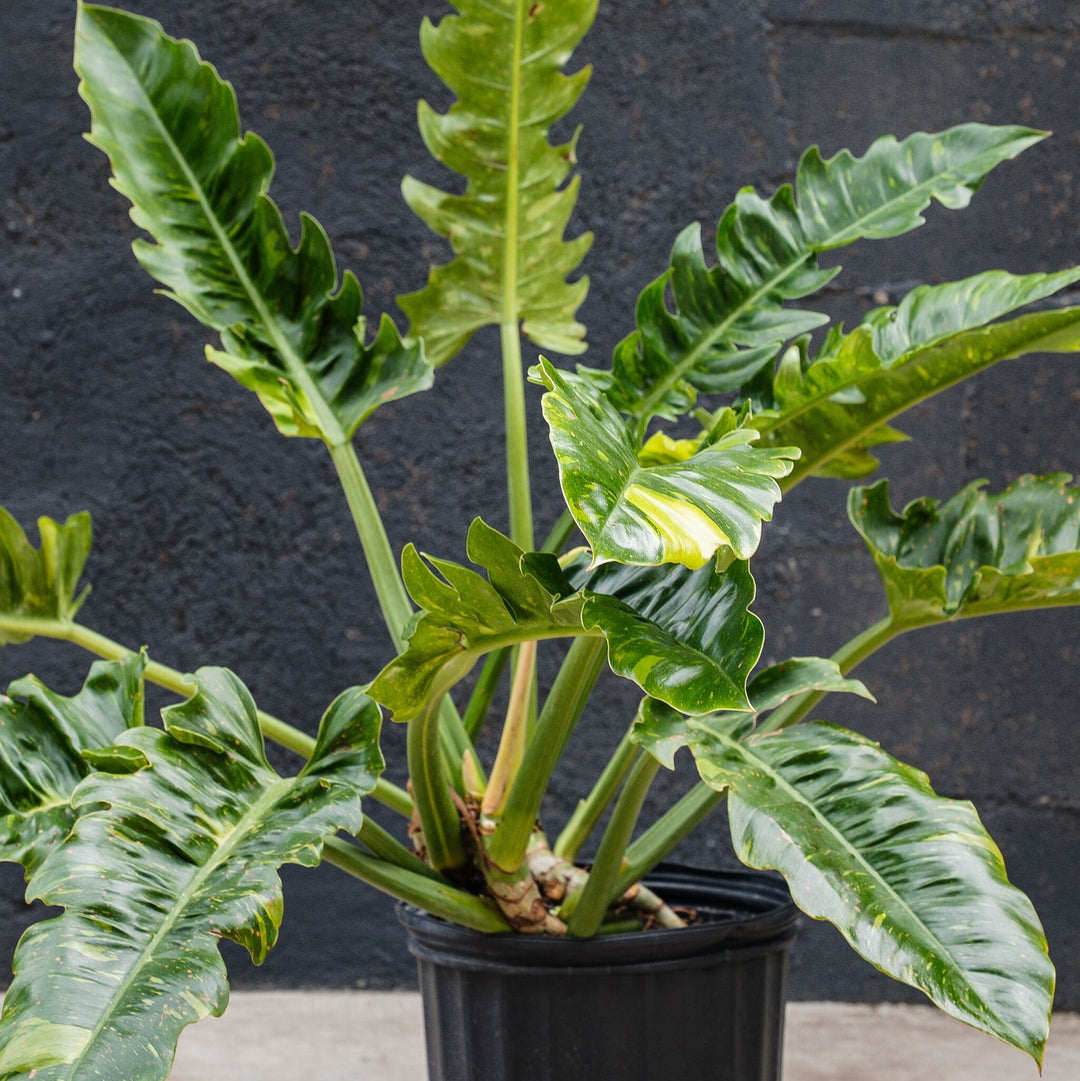 serratum philodendron Philodendron Ring of Fire (Philodendron serratum)