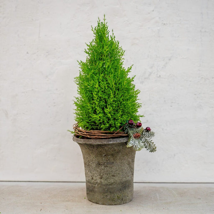 Lemon Cypress Tree Holiday Arrangement