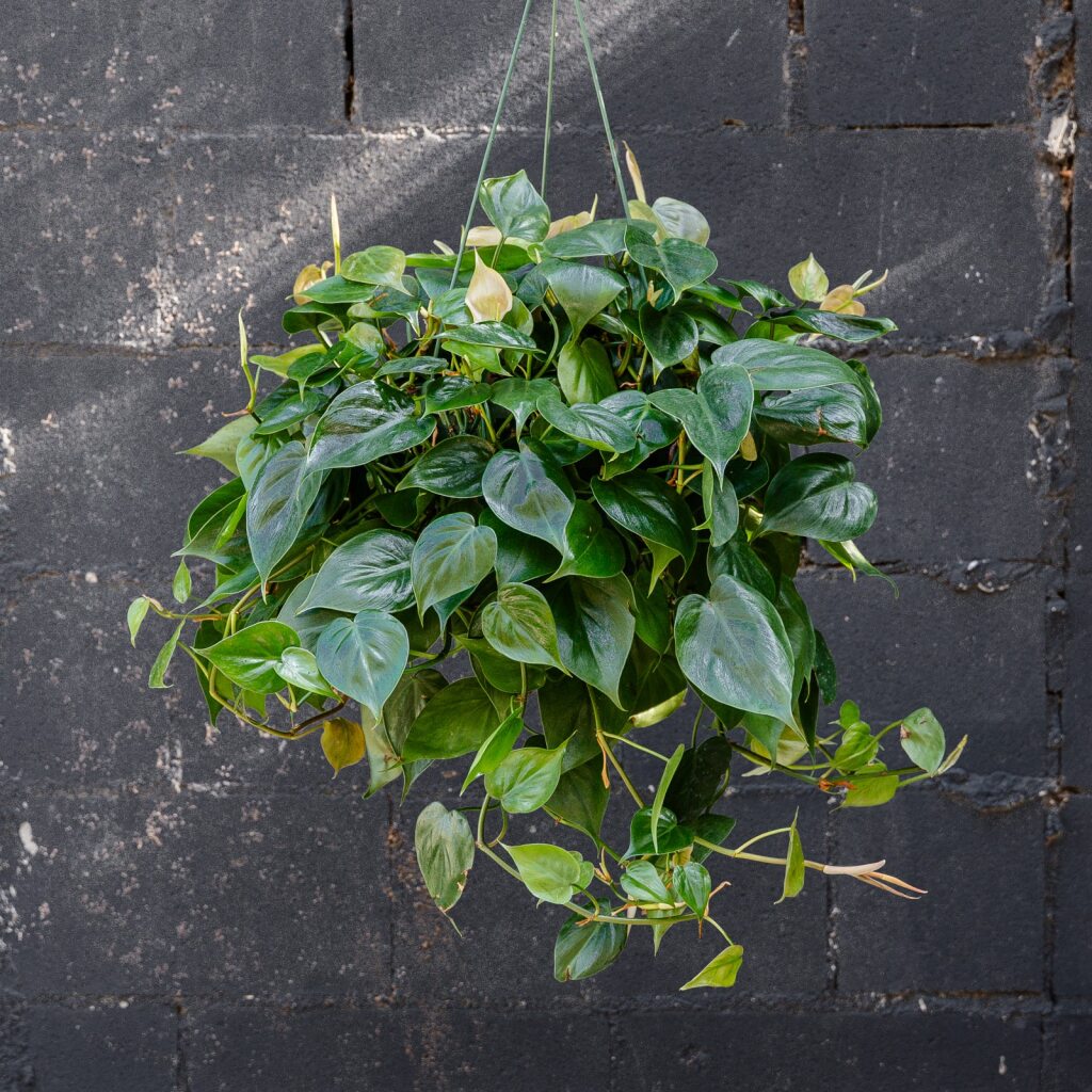 philodendron cordatum plant Philodendron Cordatum (Heart Leaf) 6 in