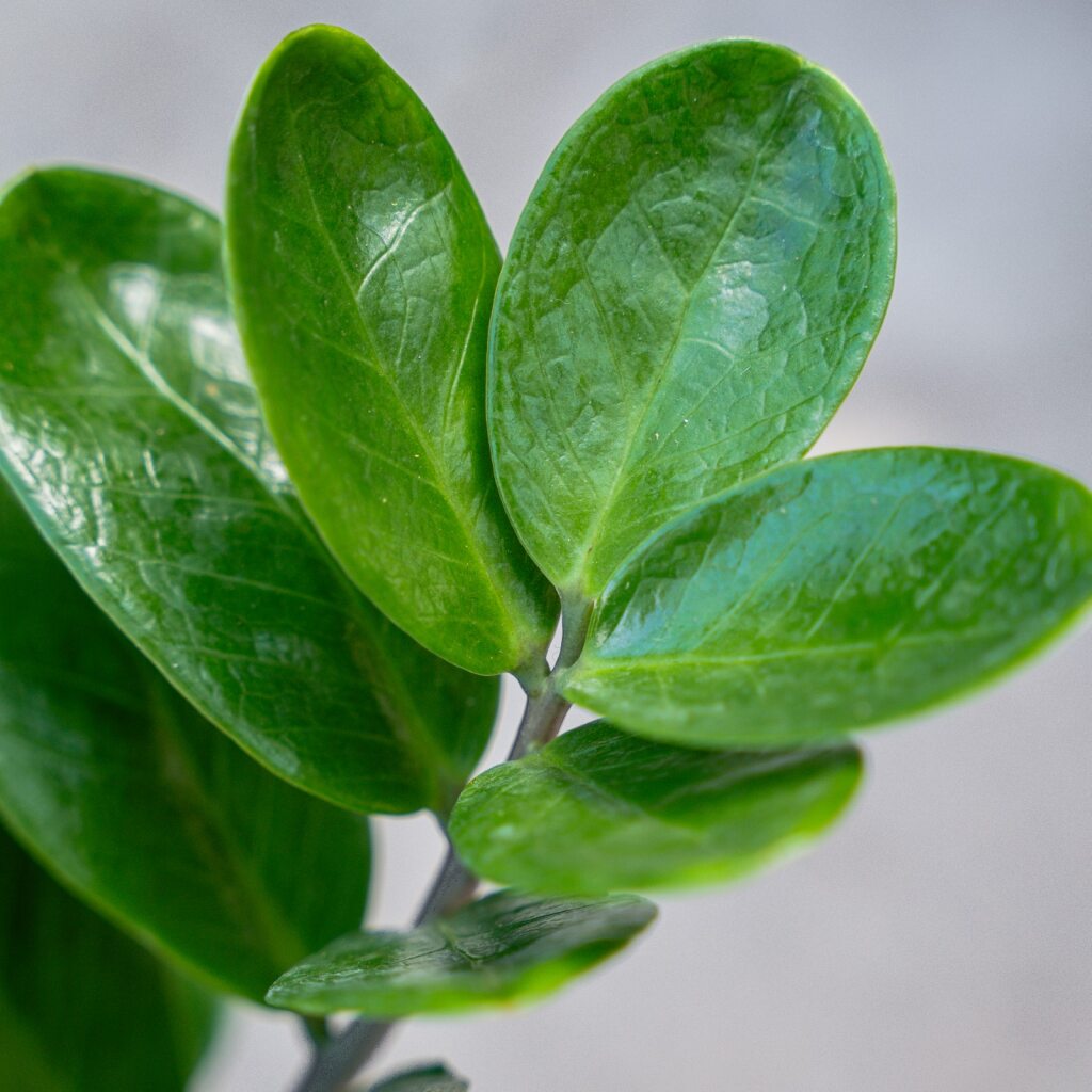 lucky classic zz plant ZZ plant Lucky (Zamioculcas Zamilfola)