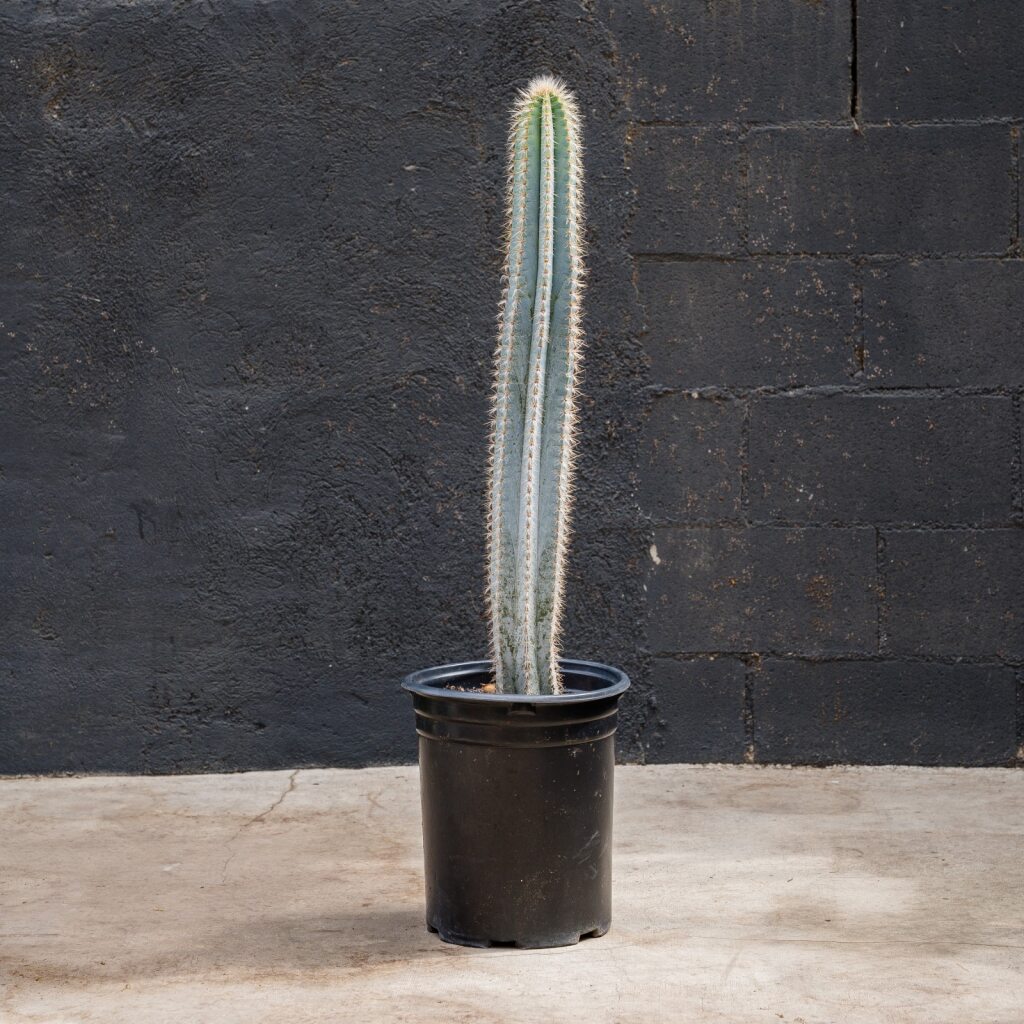 Blue Torch Cactus (Pilosocereus azureus)