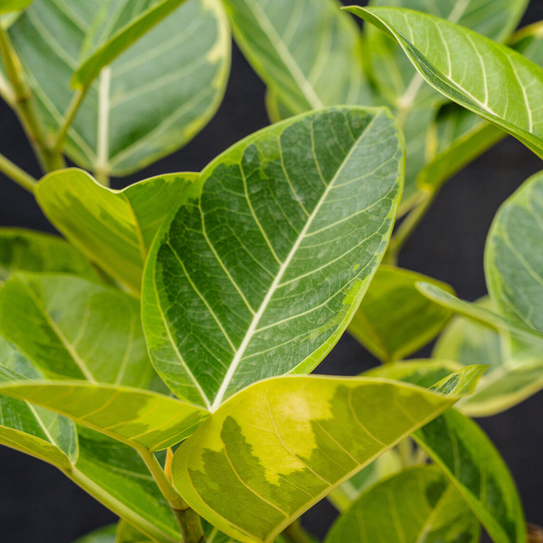 Ficus Altissima Variegated
