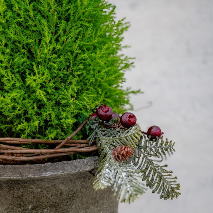 Lemon Cypress Tree Holiday Arrangement