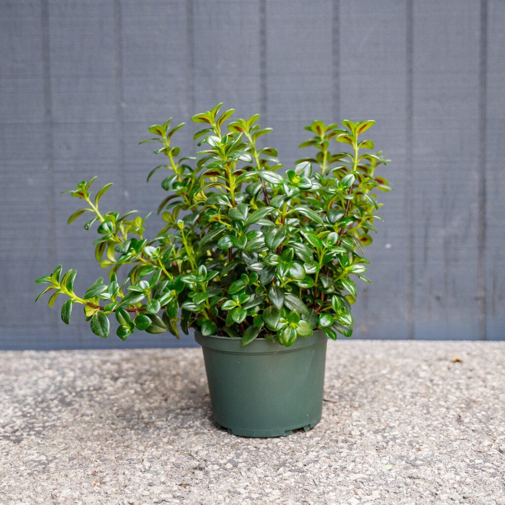 Candy Corn Plant (Nematanthus gregarius)