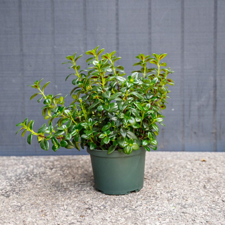 Candy Corn Plant (Nematanthus gregarius)