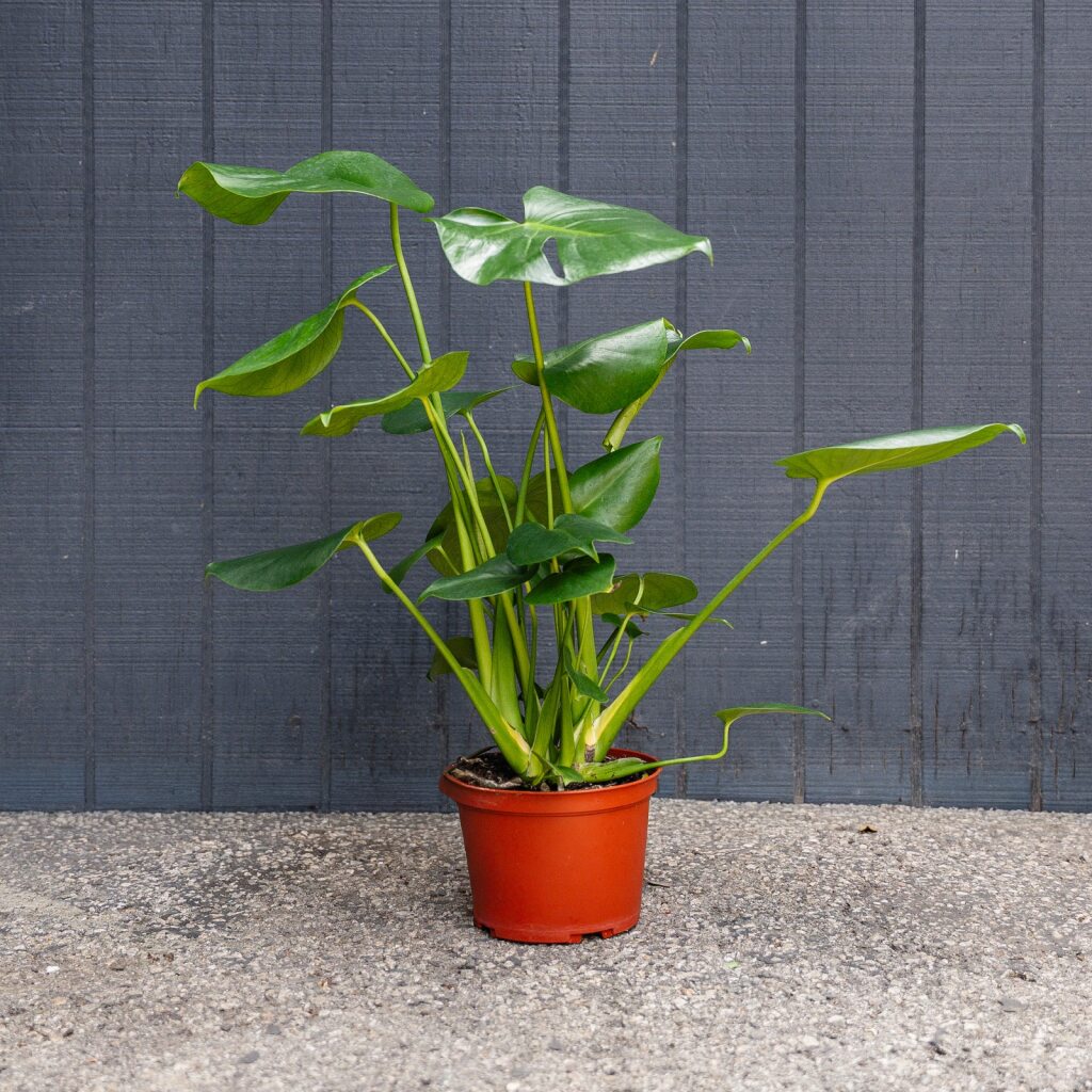 plante monstera Monstera Deliciosa
