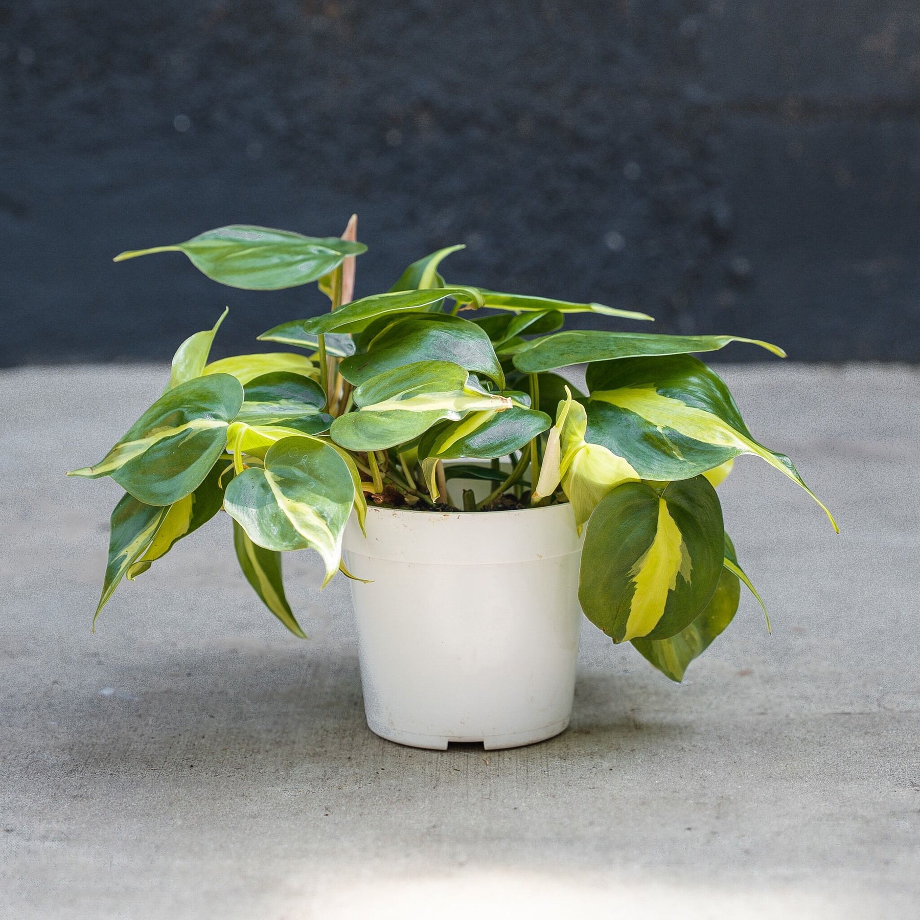 philodendron hederaceum brazil Philodendron Brasil (Philodendron hederaceum) 6 in