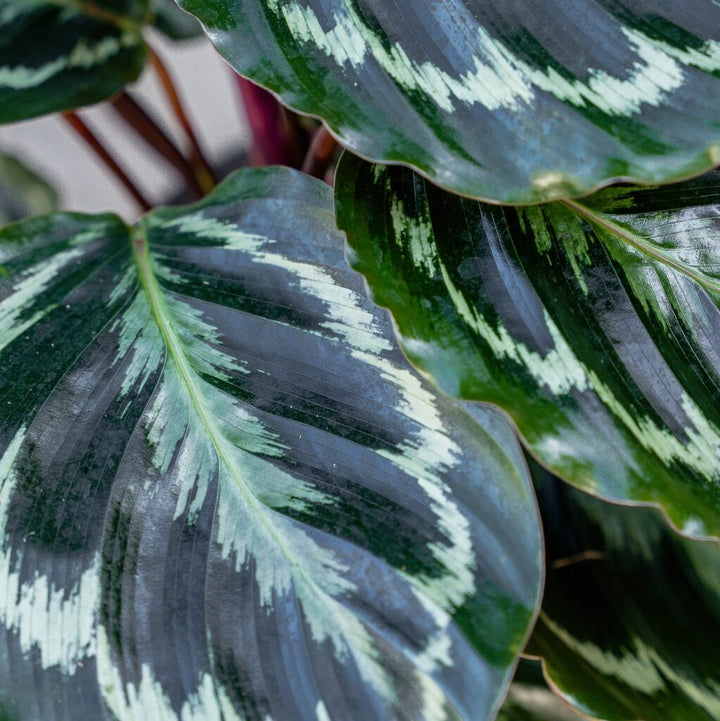 Calathea Medallion (Calathea veitchiana)