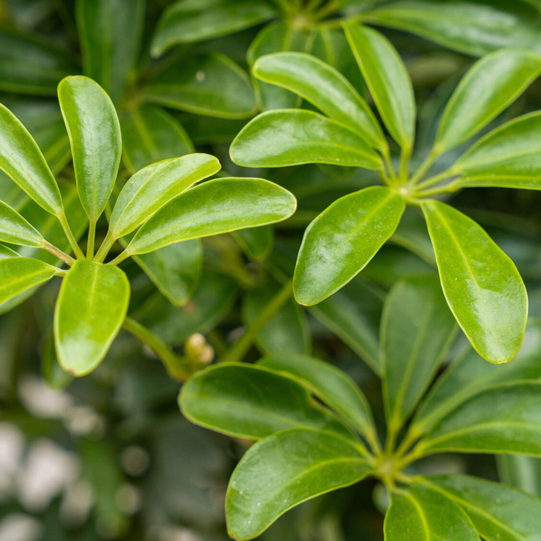 schefflera arboricola leaves Schefflera Arboricola