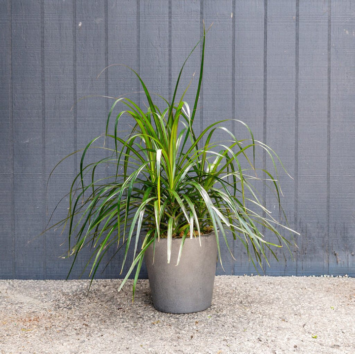 Dragon Plant (Dracaena marginata Tips)