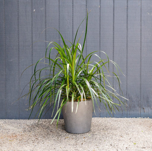 dracaena marginata draußen Dracaena Marginata Tips (Dragon Plant) – Rolling Greens