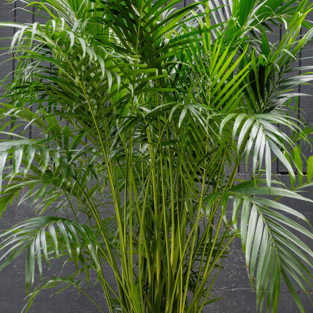 cat palm tree indoor Palm