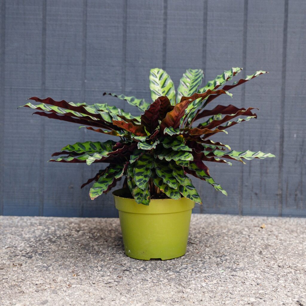 calathea rattle snake plant Calathea Rattlesnake Plant (Calathea lancifolia)