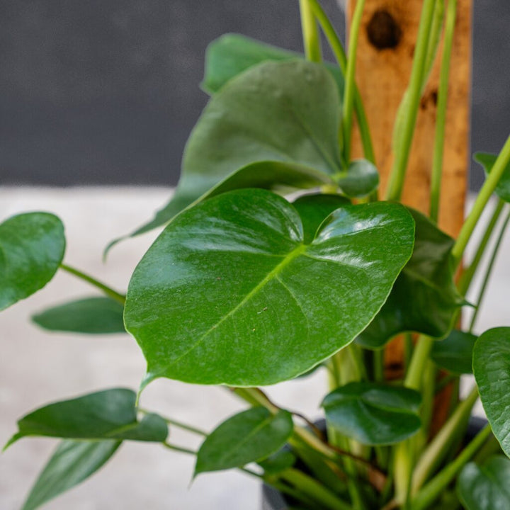 Monstera Deliciosa - Split Leaf Plant on bark