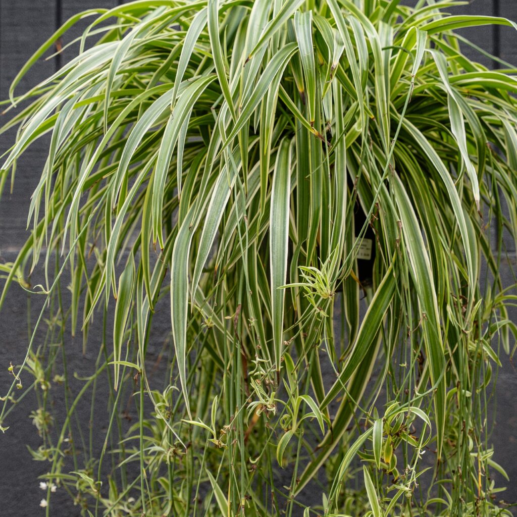 colorful spider plant Spider Plant (Chlorophytum 'Reverse')