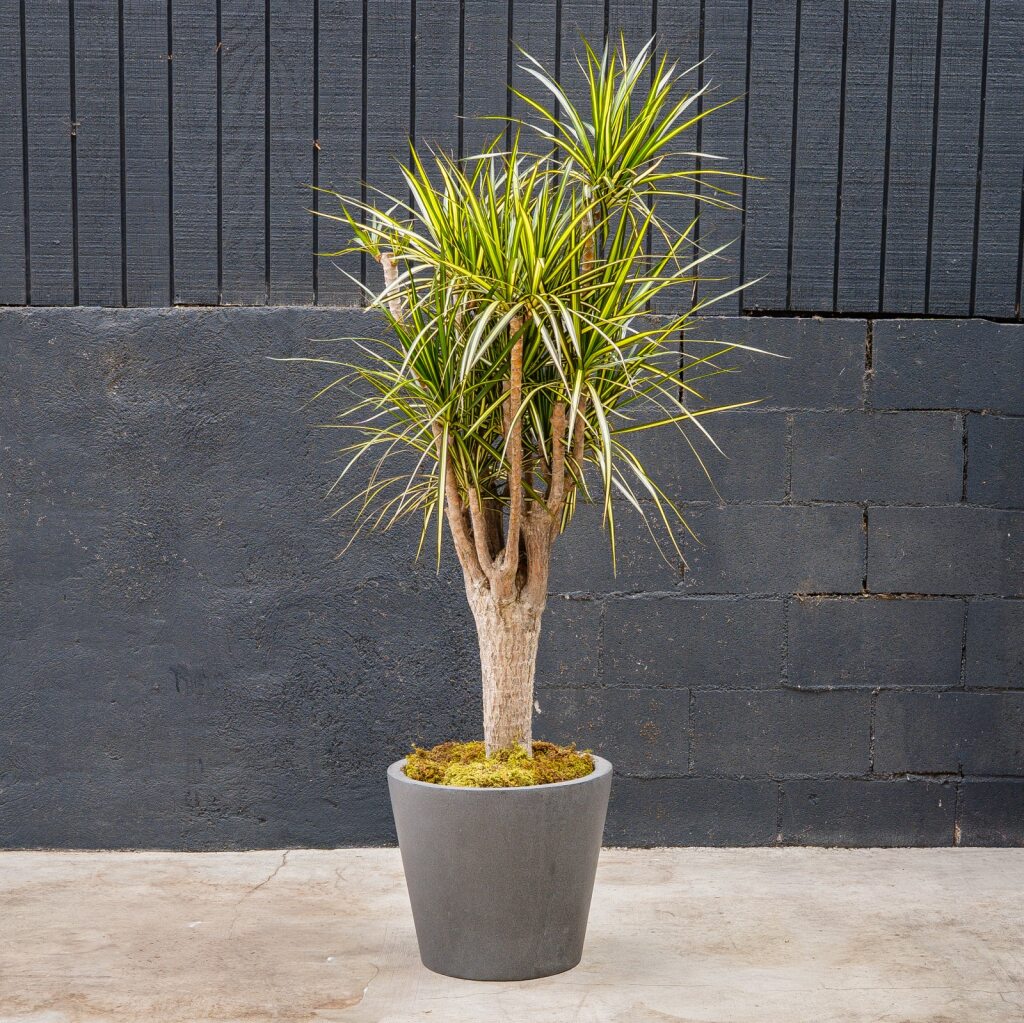 dracaena marginata stump Dracaena Reflexa Kiwi Stump (Dragon Plant)