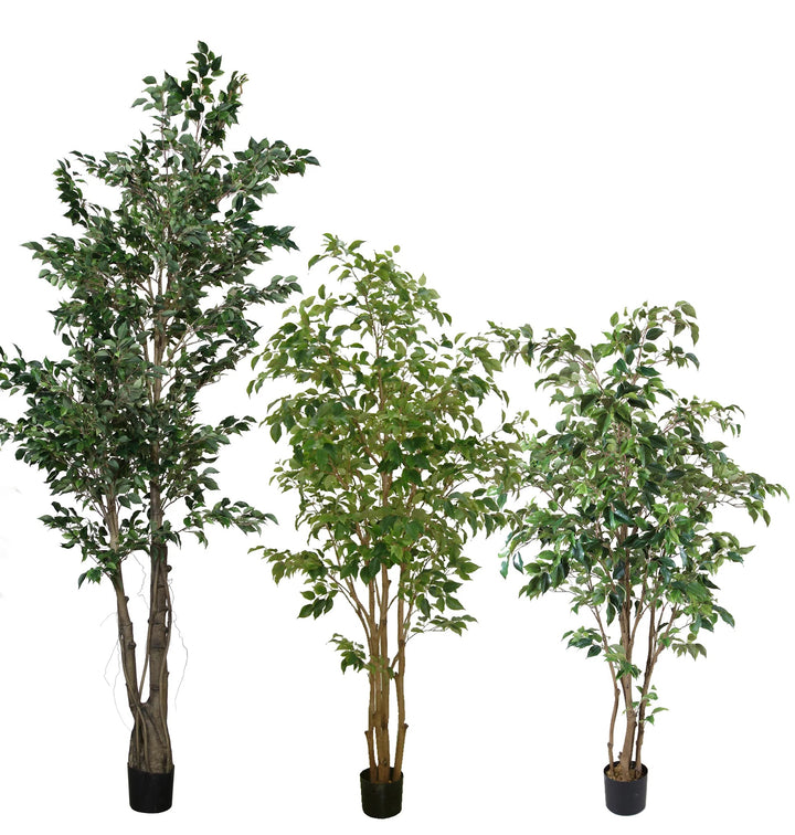 Ficus Tree Multi Trunk (Faux)