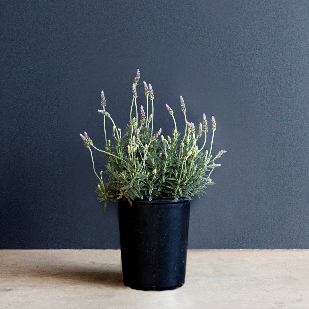 french lavender plants Lavender