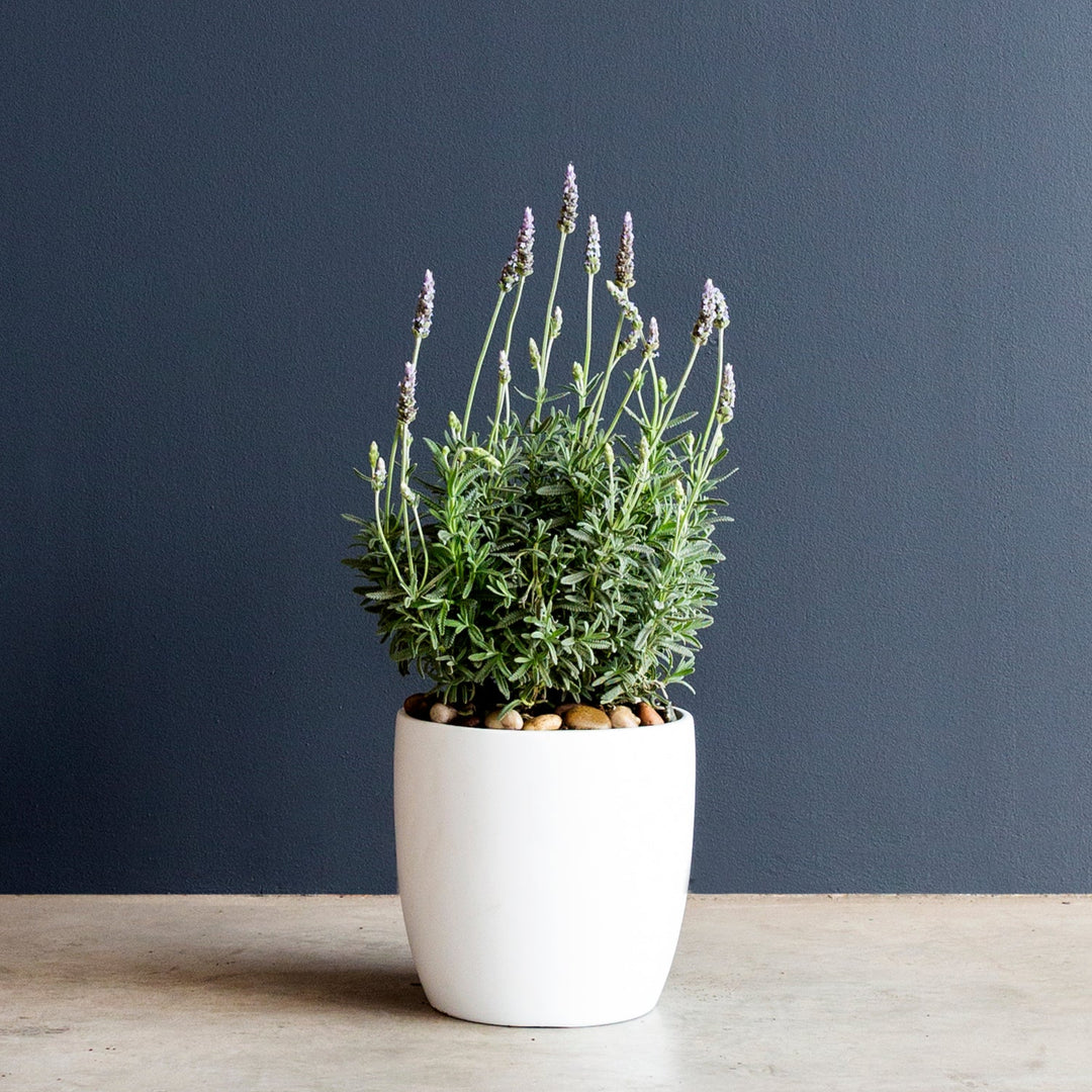 lavendar plant indoor Lavender