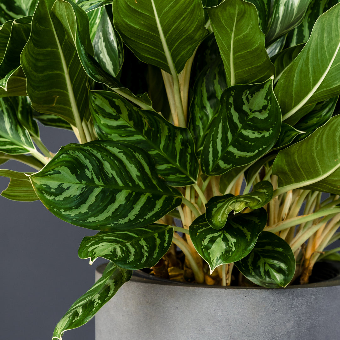 aglaonema legacy care Chinese Evergreen (Aglaonema 'Legacy')